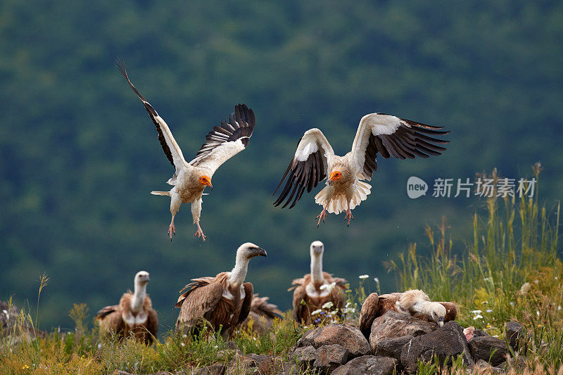 埃及秃鹫，Neophron pernopterus，大食肉鸟坐在石头上的自然栖息地，保加利亚，保加利亚，东Rhodopes。白秃鹫，黄喙。野生的猛禽